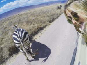 Vamos Bitchachos zebra butt picture in Tanzania.